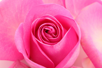 Fototapeta na wymiar rose closeup