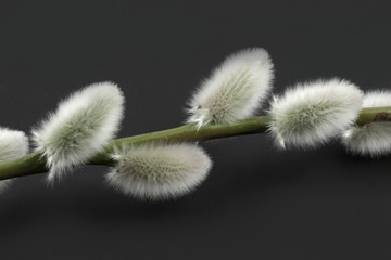 Pussywillow