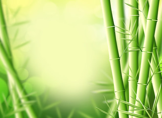 Fototapeta na wymiar Bamboo