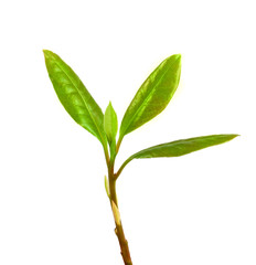Laurel leaf