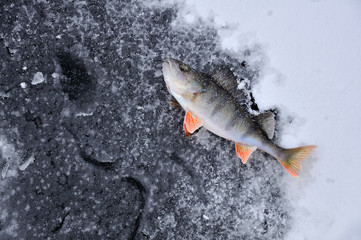 Perch on the ice