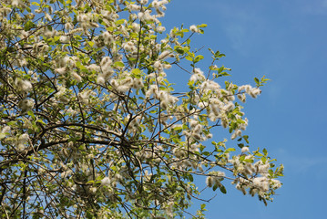 blossoming willow