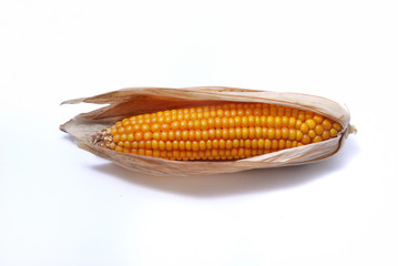 An ear of ripe corn