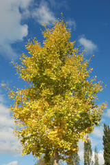 Tree in autumn colours