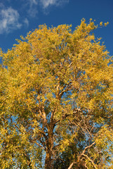Fototapeta premium Tree in autumn colours