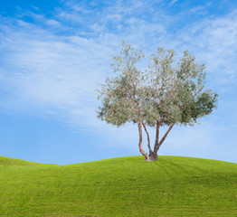 Olive tree