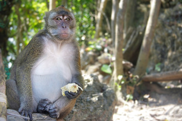 monkey on natural background