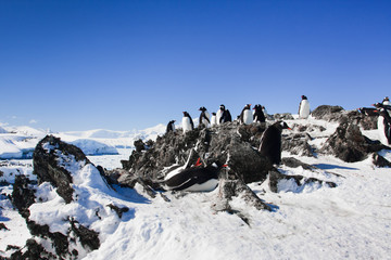 penguins resting