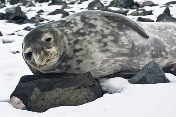 The grey seal