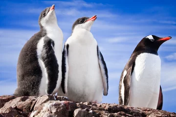 Poster penguins resting © Goinyk