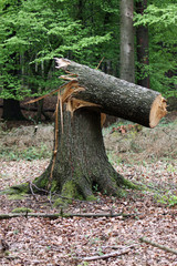 Abgeknickte Bäume nach einem Sturm