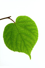 Linden leaf isolated