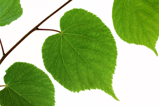 Файл:Tilia nasczokinii 8.jpg - Википедия