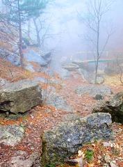  Wood during dense fog. Composition of the nature © biletskiyevgeniy.com