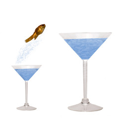 goldfish