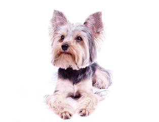 yorkshire terrier