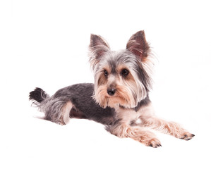 yorkshire terrier