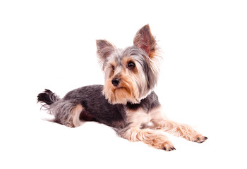 yorkshire terrier