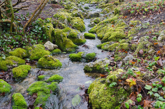 Mossy-Brook