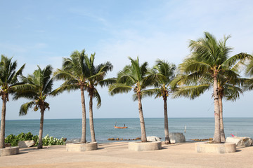 Fototapeta na wymiar row of tropical coconut trees