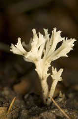 Clavulina coralloides