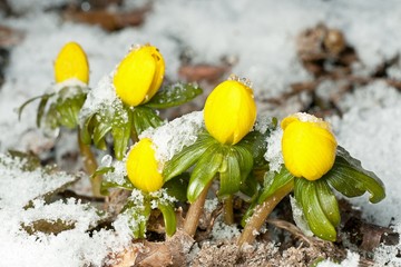 Closeup of winter aconite in a row with snow