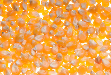 Corn seed