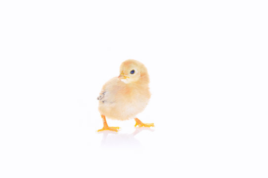 Pollito aislado.