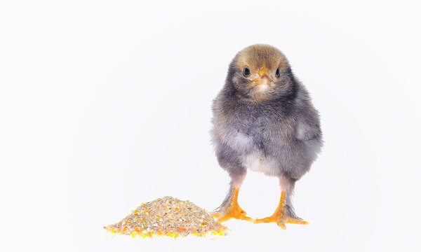 Pollito comiendo pienso.