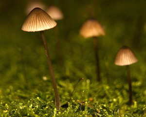 Mycena