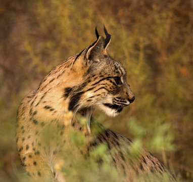 Lince Iberico I