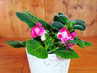 pink Gloxinie Zimmerpflanzen Blumentopf
