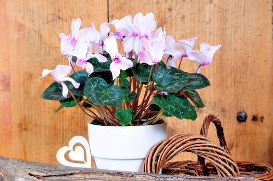 rosa Alpenveilchen Cyclamen Zimmerpflanze