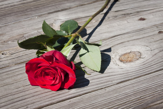 Red rose on wood