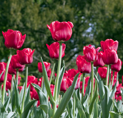 Tulpen