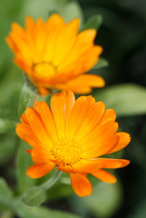 orange flowers