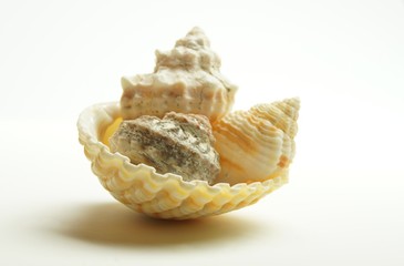 muscheln © frogstyle