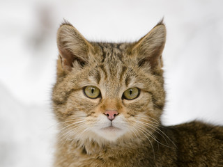 Wildkatze, Wild cat, Felis silvestris