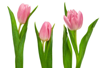 pink tulips