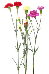 Obraz premium bouquet of carnations