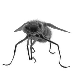 Housefly Close-Up