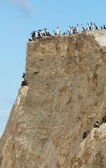 Colony of cormorants in the Marta island in Patagonia, Chile