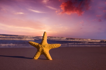 Naklejka na ściany i meble Starfish on the beach at sunset