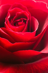 beautiful close up red rose