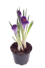 purple crocus