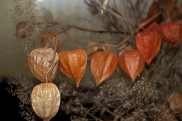 Physalis autumn