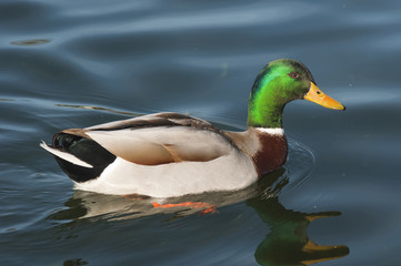 Mallard