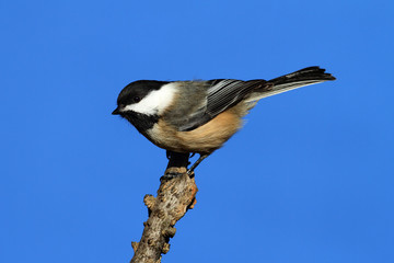 Chickadee on a Branch