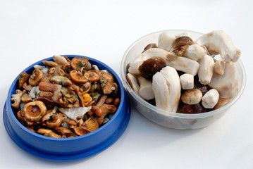 lactarius deliciosus y boletus edulis