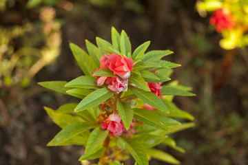 Aiuola con fiori